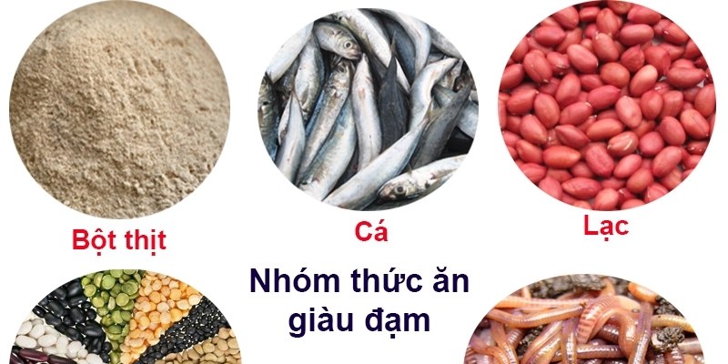 Cách chăm sóc gà đá yêu cầu quan trọng về dinh dưỡng