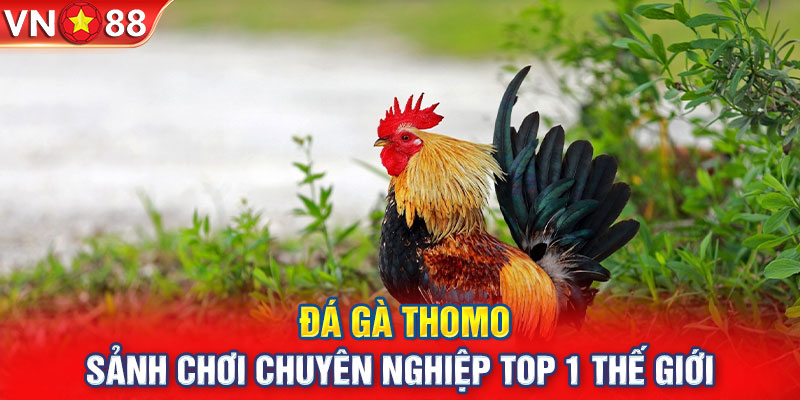 sảnh đá gà thomo tại VN88 đang được săn đón bậc nhất tại bộ môn đá gà truyền thống Việt Nam