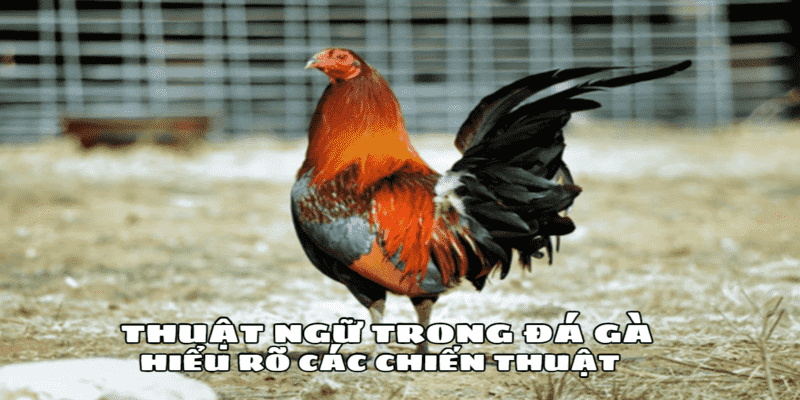 Cải thiện trải nghiệm cá cược làm phong phú thêm niềm đam mê với môn thể thao 