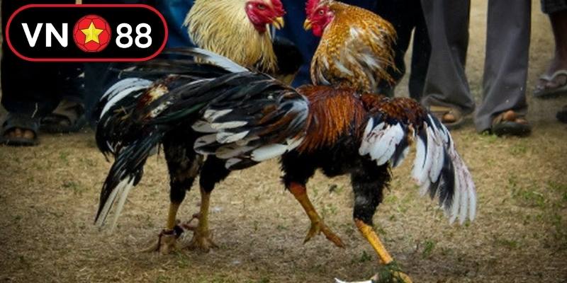 Chiến thuật soi kèo chuẩn xác tại đấu trường