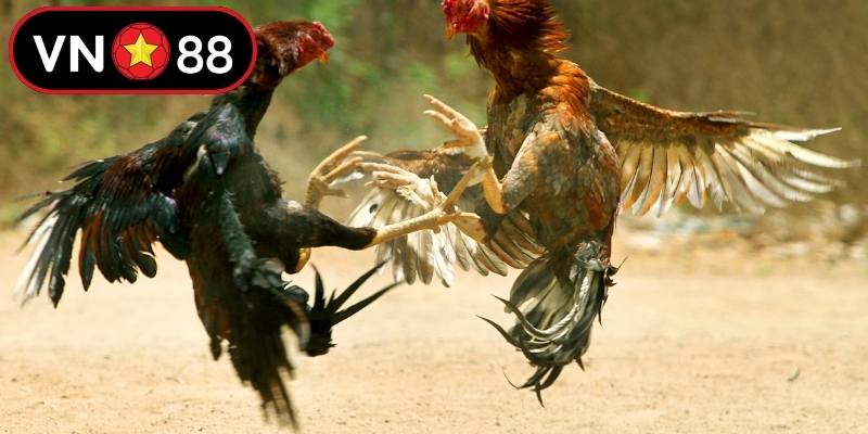 Sảnh đấu trực tuyến quy mô và chuyên nghiệp